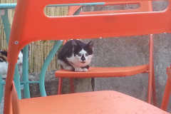 Black Metal Kitten