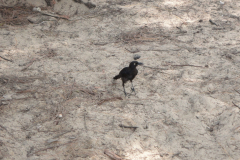Grackle