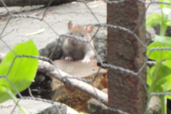 Rat Pup