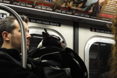Subway Dog