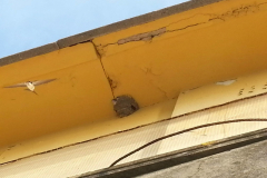 Swifts