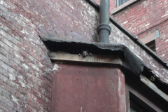 Window Squirrel